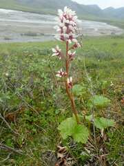 Boykinia richardsonii