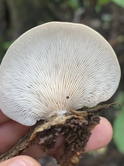 Pleurotus australis