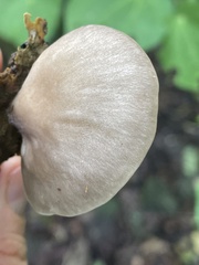Pleurotus australis