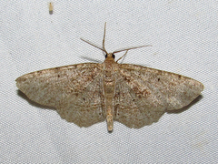 Melanolophia signataria