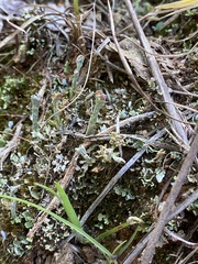 Cladonia subcariosa
