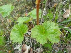 Boykinia richardsonii