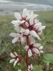 Boykinia richardsonii