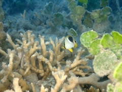 Chaetodon ephippium