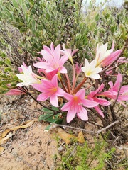 Ammocharis longifolia