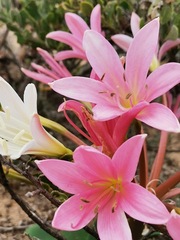 Ammocharis longifolia