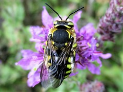 Anthidium