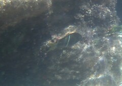 Chrysiptera brownriggii