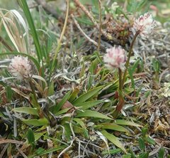 Tofieldia coccinea