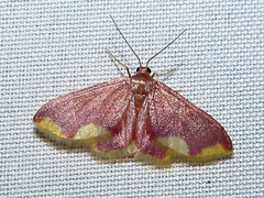 Lophosis labeculata
