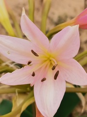 Ammocharis longifolia