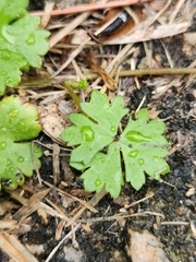 Hydrocotyle batrachium