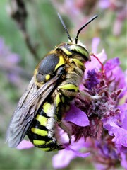 Anthidium