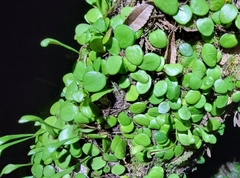 Lemmaphyllum microphyllum
