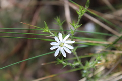 Stellaria pungens