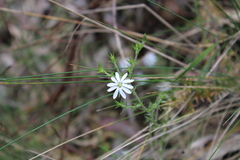 Stellaria pungens