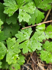Hydrocotyle batrachium