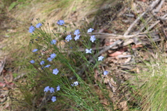 Linum marginale