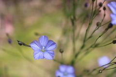 Linum marginale