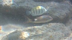 Parupeneus rubescens