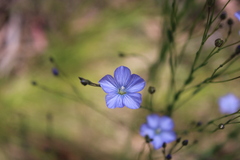 Linum marginale