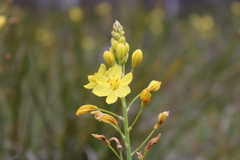 Bulbine glauca