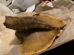 Omphalotus olivascens