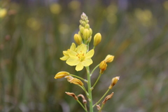 Bulbine glauca