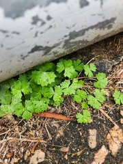 Hydrocotyle batrachium