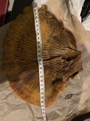Omphalotus olivascens