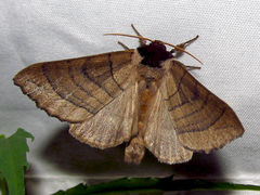 Datana angusii