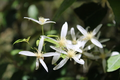 Clematis aristata