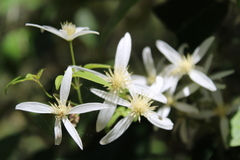 Clematis aristata