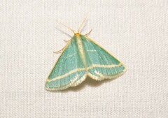 Mixocera latilineata