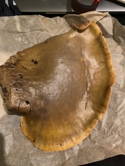 Omphalotus olivascens