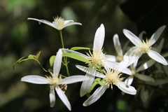 Clematis aristata