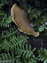 Omphalotus olivascens