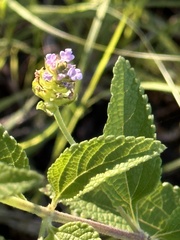 Lantana rugosa