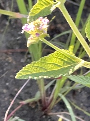 Lantana rugosa