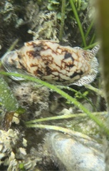 Cymbiola vespertilio