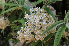 Olearia lirata