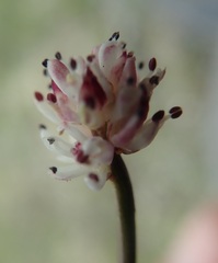 Tofieldia coccinea