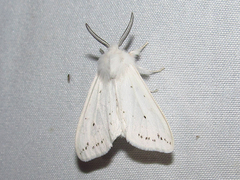 Spilosoma congrua