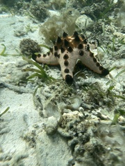 Protoreaster nodosus