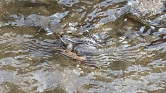 Lithobates yavapaiensis