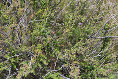 Prostanthera decussata