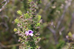 Prostanthera decussata