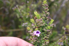 Prostanthera decussata