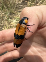 Temognatha
