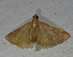 Hypsopygia binodulalis